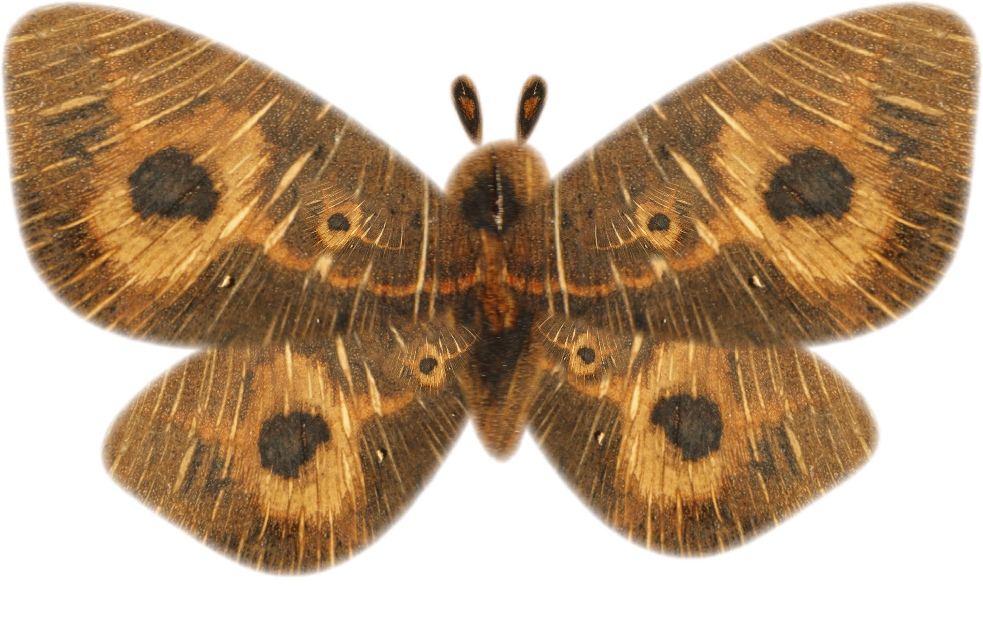 The Wooden Moth logo