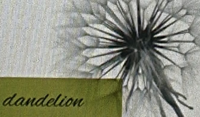 dandelion logo