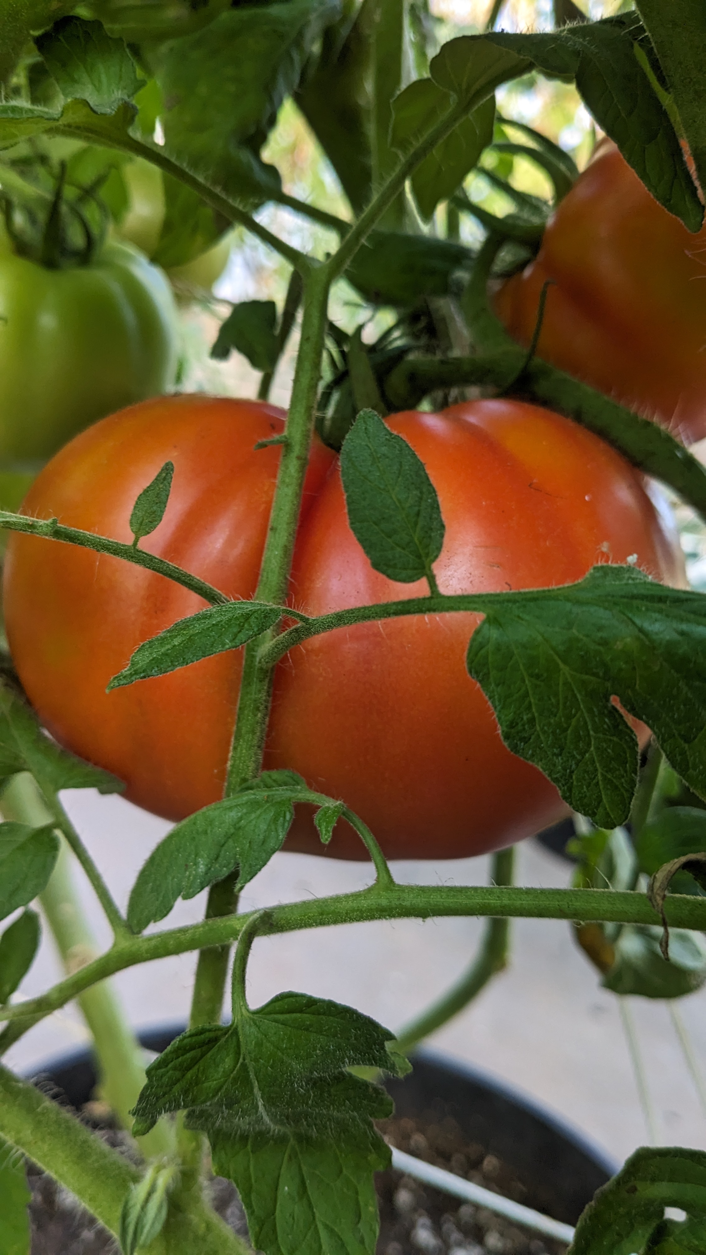 Mize Produce  logo